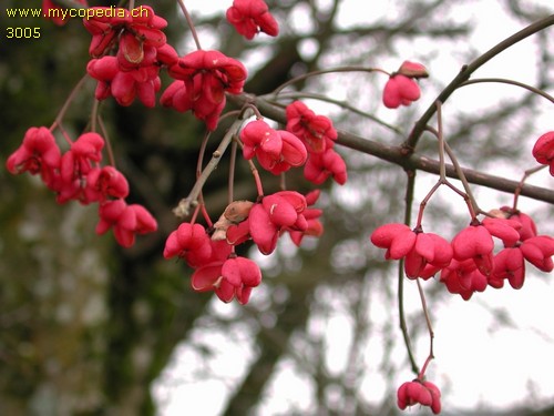 Euonymus europaeus - 