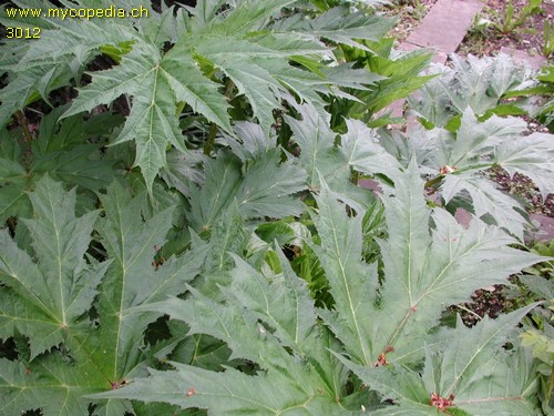 Heracleum mantegazzianum - 