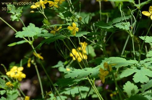 Chelidonium majus - 