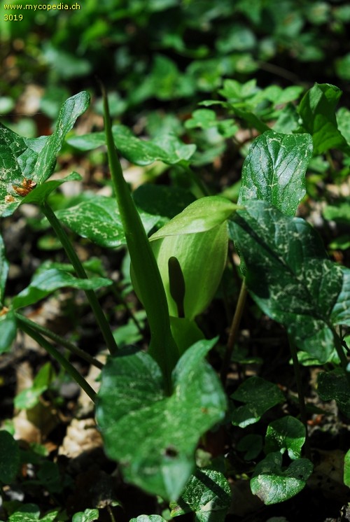 Arum maculatum - 