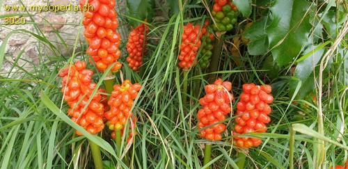 Arum maculatum - 