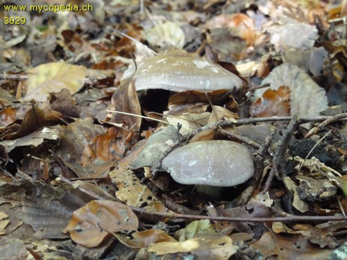 Cortinarius infractus - 