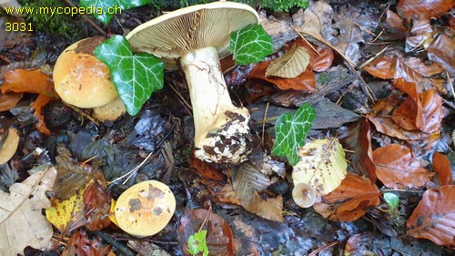 Cortinarius elegantissimus - 