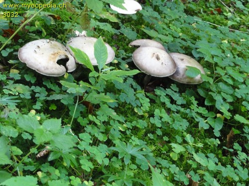 Agaricus essettei - 