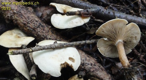 Ripartites tricholoma - 