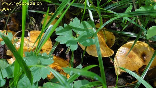 Pholiota lucifera - 