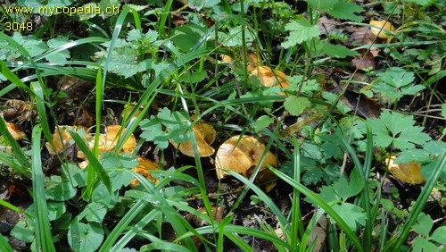 Pholiota lucifera - 