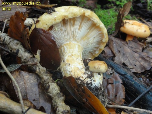 Lactarius scrobiculatus - 