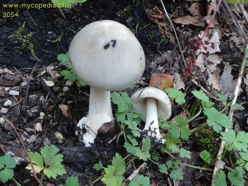 Volvariella gloiocephala - 