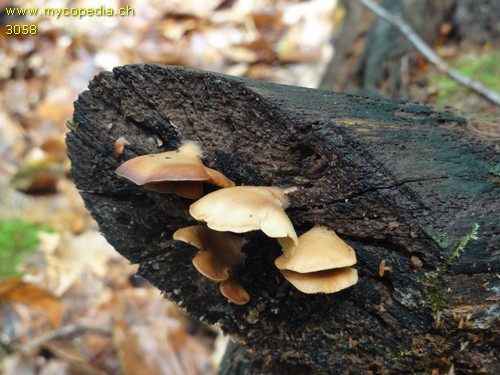 Crepidotus applanatus - 