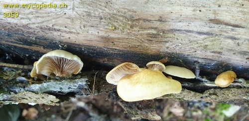 Crepidotus applanatus - 