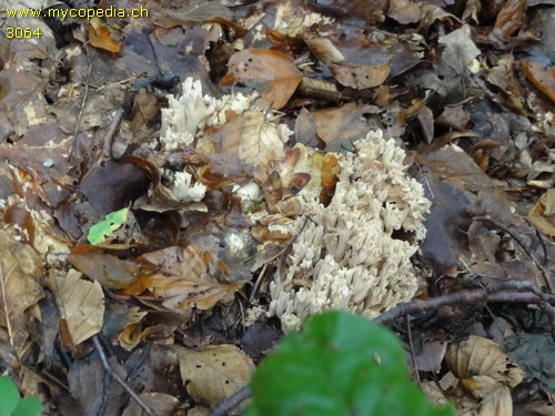 Ramaria fennica - 