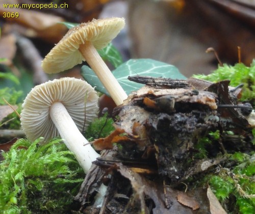 Inocybe ionochlora - 