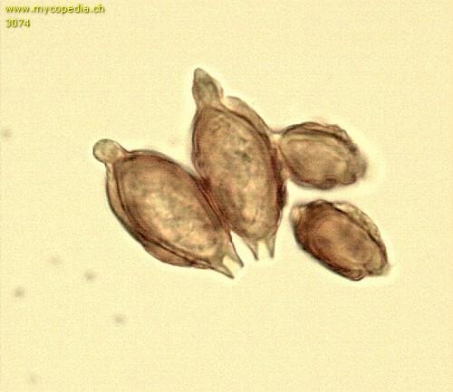 Hymenogaster calosporus - Sporen - 