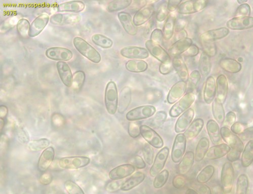 Rhizopogon roseolus - Sporen - 