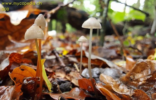 Mycena crocata - 