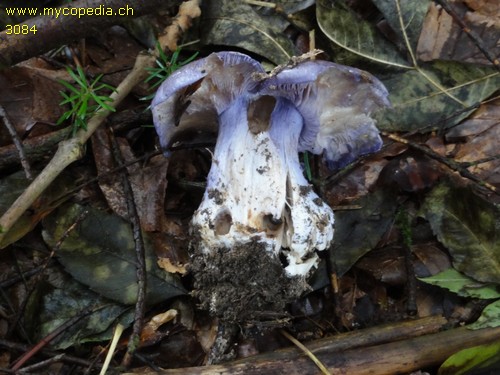 Phlegmacium eucaeruleum - 