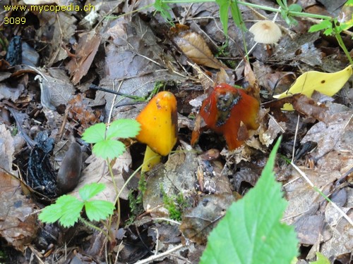 Hygrocybe conica - 