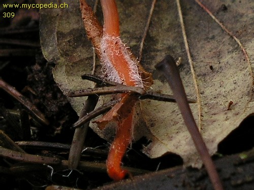 Mycena crocata - 