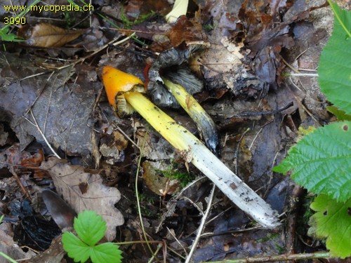 Hygrocybe conica - 