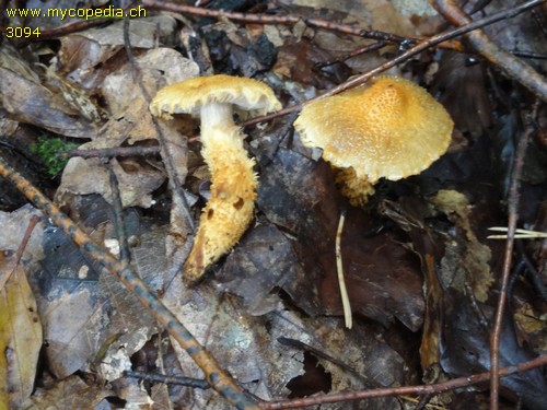 Cortinarius humicola - 