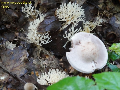 Lentaria epichnoa - 