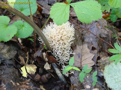 Lentaria epichnoa - 