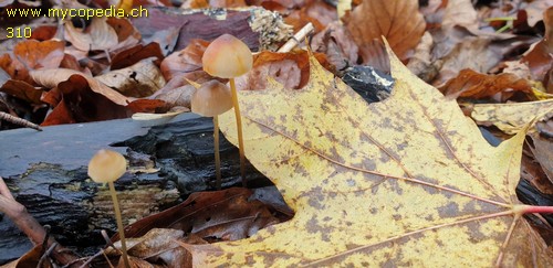 Mycena crocata - 