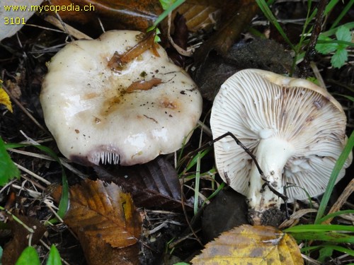 Lactarius flavidus - 