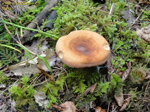 Lactifluus volemus - 