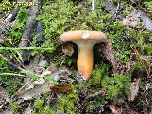 Lactifluus volemus - 