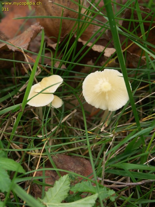 Atheniella flavoalba - 