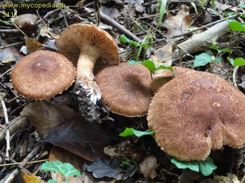 Tricholoma vaccinum - 