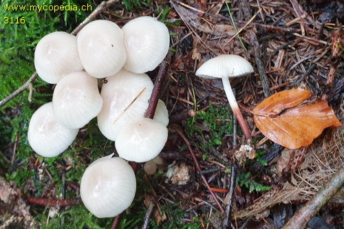 Marasmius wynneae - 