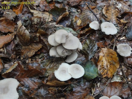 Marasmius wynneae - 