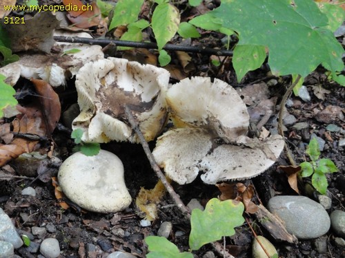 Tricholoma scalpturatum - 