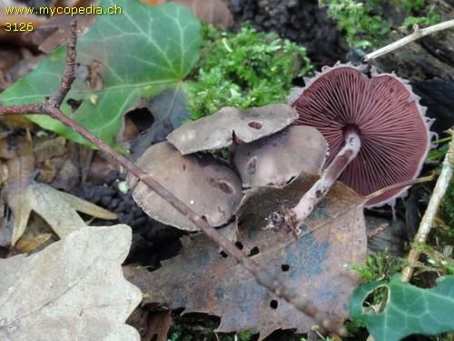 Melanophyllum haematospermum - 