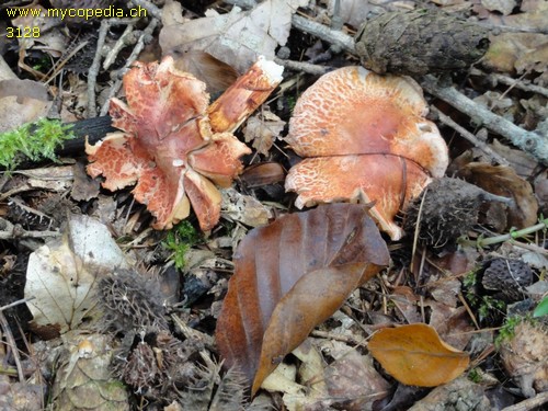 Cortinarius bolaris - 