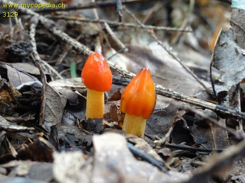 Hygrocybe conica - 