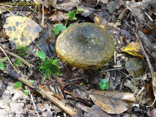 Lactarius turpis - 