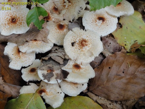 Lepiota cristata - 