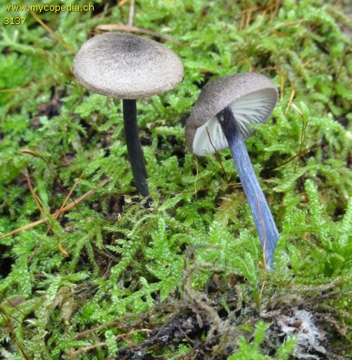 Entoloma dichroum - 