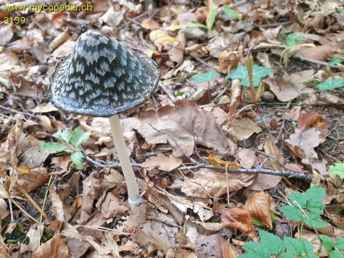 Coprinopsis picacea - 