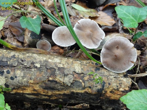 Cortinarius flexipes var. inolens - 