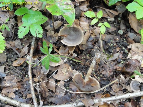 Cortinarius decipiens - 