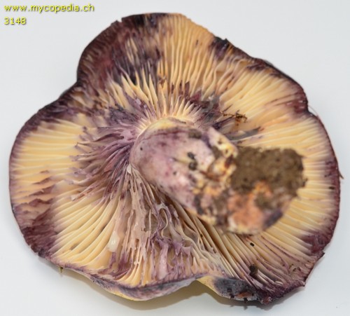 Lactarius flavidus - 