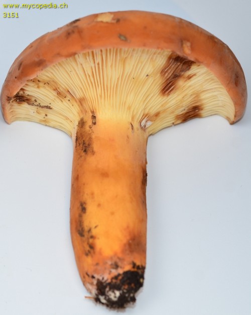 Lactifluus volemus - 