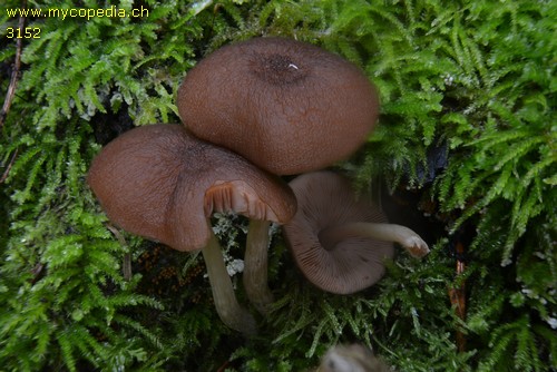 Pluteus phlebophorus - 