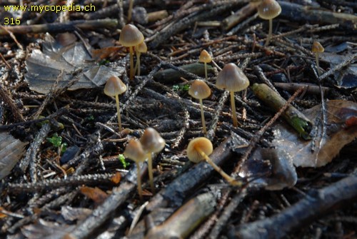 Mycena aurantiomarginata - 