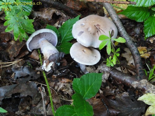 Cortinarius azureus - 